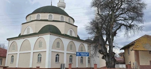 Samsun&rsquo;da asırlık &ccedil;itlembik ağacı i&ccedil;in &rsquo;koruma&rsquo; &ccedil;ağrısı
