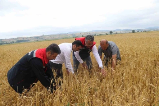 Samsun&rsquo;da dolu afetinde 40 bin dekar tarım arazisi olumsuz etkilendi
