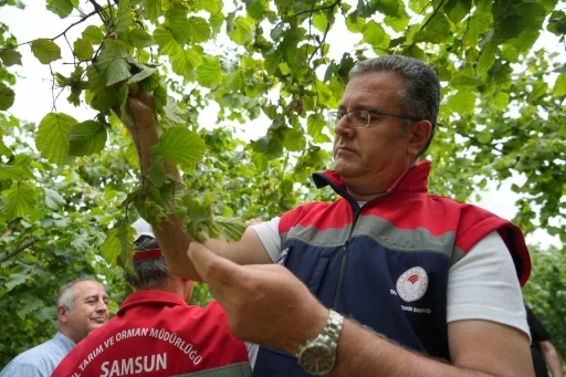 Samsun&rsquo;da fındık rekolte tahmini &ccedil;alışmaları tamamlandı
