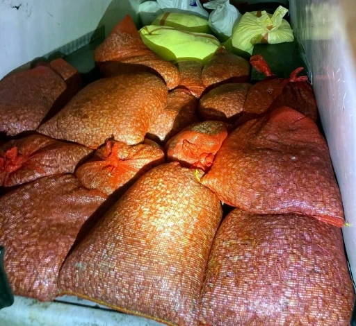 Samsun’da kaçak avlanan 1 ton midye denize geri bırakıldı

