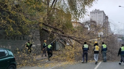 Samsun&rsquo;da şiddetli r&uuml;zgar ağacı devirdi
