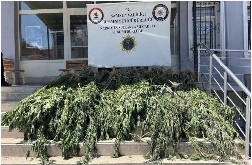 Samsun&rsquo;da uyuşturucu operasyonu: Hasat edilmeye hazır 782 k&ouml;k kenevir ele ge&ccedil;irildi
