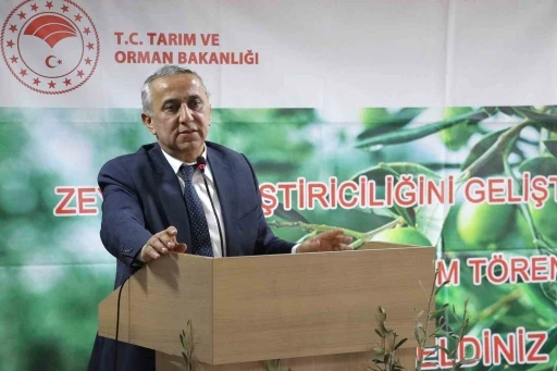Samsun’da zeytin yetiştiriciliği yeniden canlanıyor
