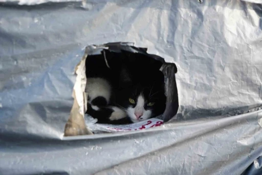 Samsun sahilinde kediler i&ccedil;in sıcak yuva
