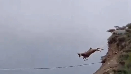 Şamuanın uzun atlayışı kameralara yansıdı
