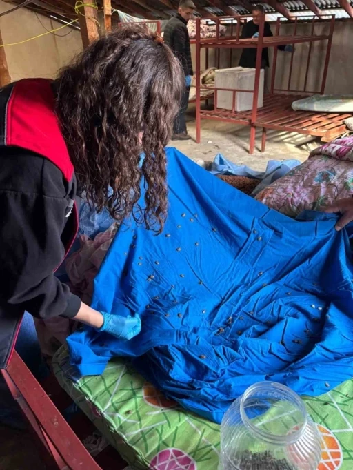 Samuray arısı &uuml;retiminde kullanılmak &uuml;zere kahverengi kokarca topluyorlar
