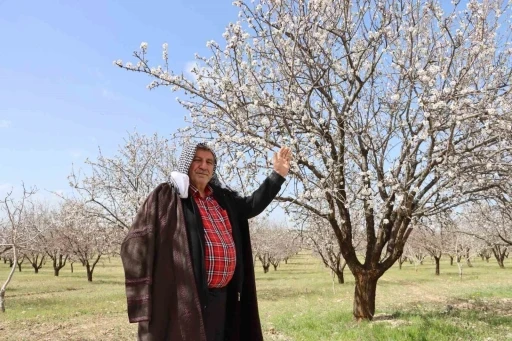 Şanlıurfa badem &uuml;retiminde Adıyaman ile yarışıyor
