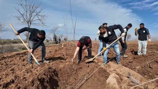 Şanlıurfa B&uuml;y&uuml;kşehir Belediyesi&rsquo;nden 20 bin &ccedil;ınarlık yeşil hamle
