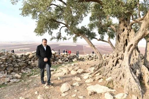 Şanlıurfa&rsquo;da 1314 yıllık zeytin ağacının &ccedil;evre d&uuml;zenlemesi yapılıyor

