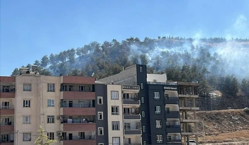 Şanlıurfa’da ağaçlık alanda çıkan yangın söndürüldü
