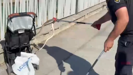 Şanlıurfa&rsquo;da ağa&ccedil;tan bebek arabasına yılan d&uuml;şt&uuml;
