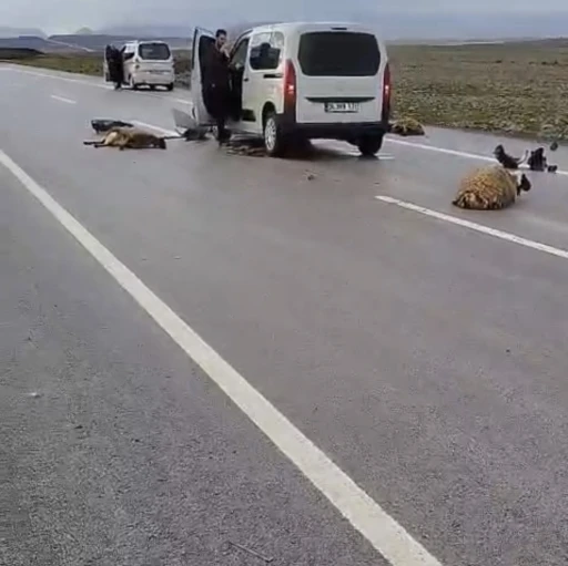 Şanlıurfa&rsquo;da ara&ccedil; koyun s&uuml;r&uuml;s&uuml;ne &ccedil;arptı: 10 koyun telef oldu
