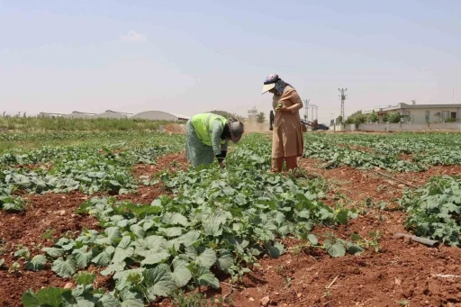 Şanlıurfa’da ata tohumu hasadı gerçekleştirildi
