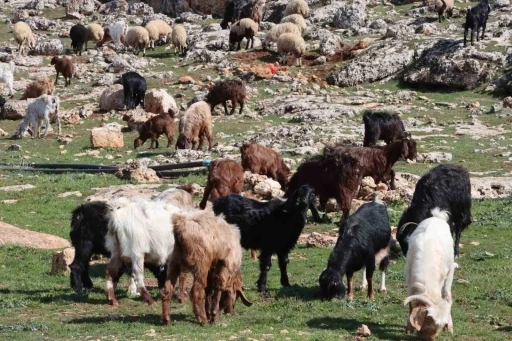 Şanlıurfa&rsquo;da beyaz &ouml;rt&uuml; yerini yeşil &ouml;rt&uuml;ye bıraktı, &ccedil;ift&ccedil;i ve besicinin y&uuml;z&uuml; g&uuml;ld&uuml;
