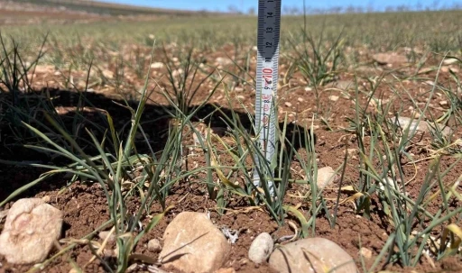 Şanlıurfa’da kuraklık alarmı
