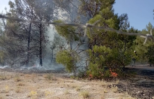 Şanlıurfa&rsquo;da orman yangını
