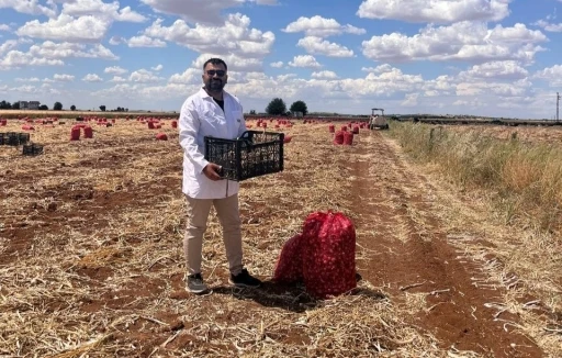 Şanlıurfa&rsquo;da sarımsak hasadı devam ediyor
