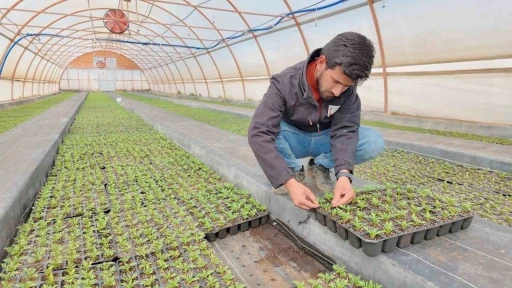 Şanlıurfa&rsquo;da seralarda 400 bin yazlık &ccedil;i&ccedil;ek &uuml;retiliyor
