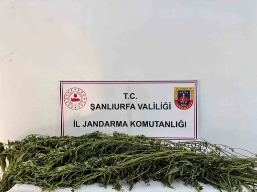 Şanlıurfa’da uyuşturucu operasyonu: 42 gözaltı
