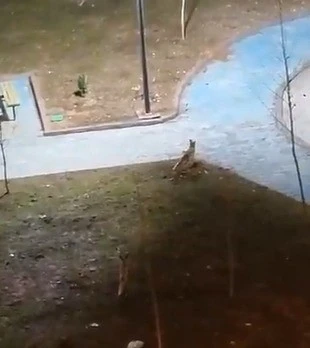 Şanlıurfa’da yiyecek arayan 2 tilki kent merkezine indi
