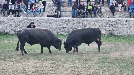 Şap hastalığı nedeniyle ertelenen Ardanuç boğa güreşleri festivali sona erdi
