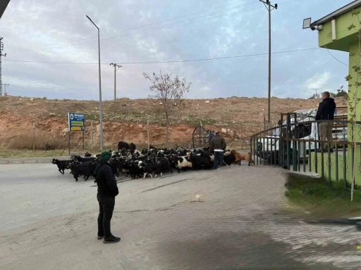 Şap hastalığı nedeniyle kapalı olan Siirt Hayvan Pazarı açıldı
