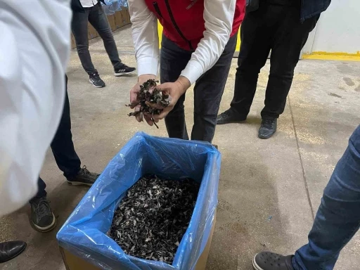 Saray ormanlarından trüf mantarı ihracatı

