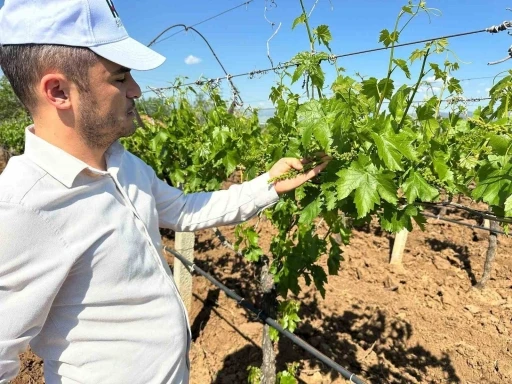 Sarıg&ouml;l bağlarında 3K hamlesi
