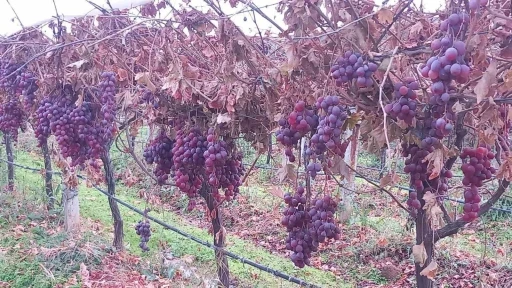 Sarıg&ouml;l&rsquo;de 2025 yılı &uuml;z&uuml;mleri dalında bekletip 2026&rsquo;nın ilk g&uuml;n&uuml; hediye etti
