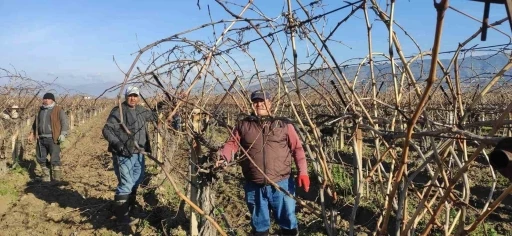 Sarıgöl’de bağ budama işçi ücretleri belli oldu
