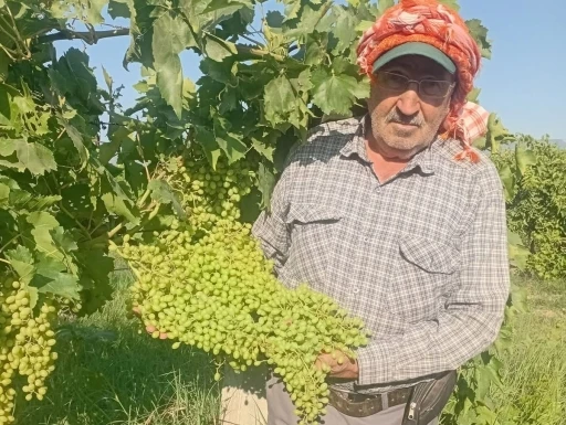 Sarıg&ouml;l&rsquo;de dev salkımlar ihracat yolunda
