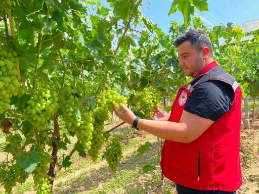 Sarıg&ouml;l&rsquo;de erkence &uuml;z&uuml;m hasat d&ouml;nemi yaklaşıyor
