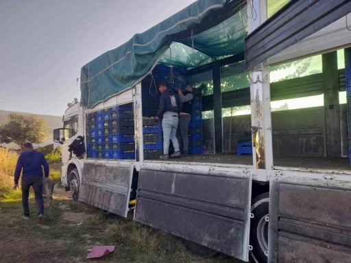 Sarıgöl’de örtüaltı üzüm hasadı devam ediyor
