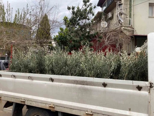 Sarıg&ouml;l&rsquo;de Trilye zeytin fidanına yoğun ilgi
