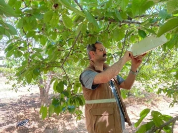 Sarıgöl’de üreticiler kiraz sineğine karşı uyarıldı
