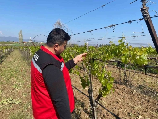 Sarıgöl’de üzüm bağlarını don vurdu
