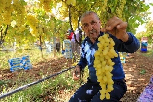 Sarıgöl’de üzüm fiyatları dibe vurdu
