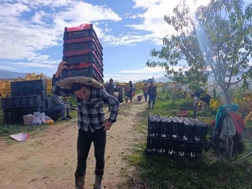 Sarıgöl’de üzüm kesimi aralık ayında da sürüyor
