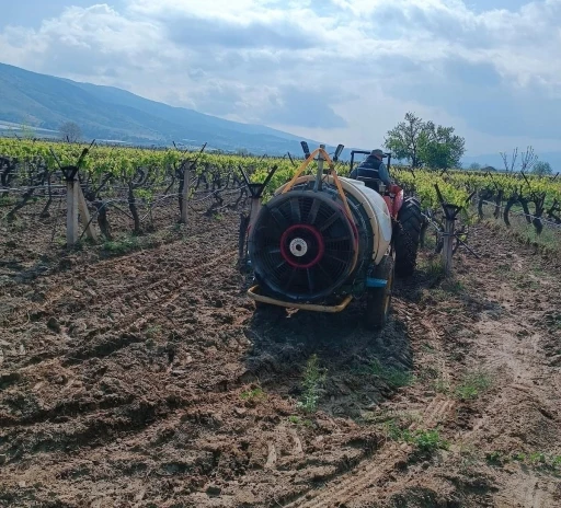 Sarıgöl’de yağmur sonrası bağlarda ilaçlama çalışması başladı
