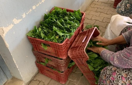 Sarıg&ouml;l&rsquo;de yaprak fiyatları 35-40 TL&rsquo;ye geriledi
