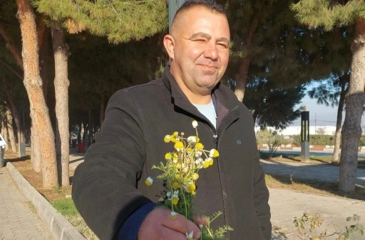 Sarıg&ouml;l&rsquo;de zemheri papatyaları a&ccedil;tı
