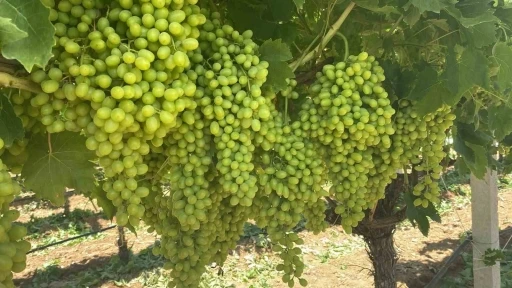 Sarıg&ouml;l&rsquo;&uuml;n &uuml;z&uuml;m salkımları g&ouml;z kamaştırıyor
