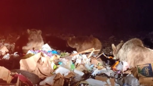 Sarıkamış’ta tehlikeye aldırış etmeden boz ayıları görüntülediler
