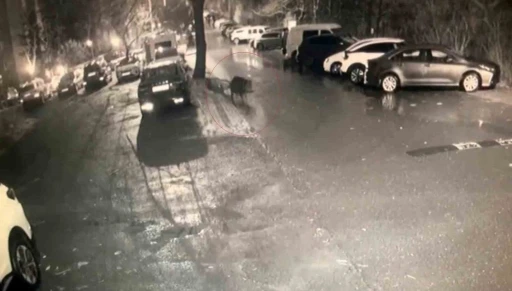 Sarıyer&rsquo;de a&ccedil; kalan domuzlar hastane yakınına kadar geldi
