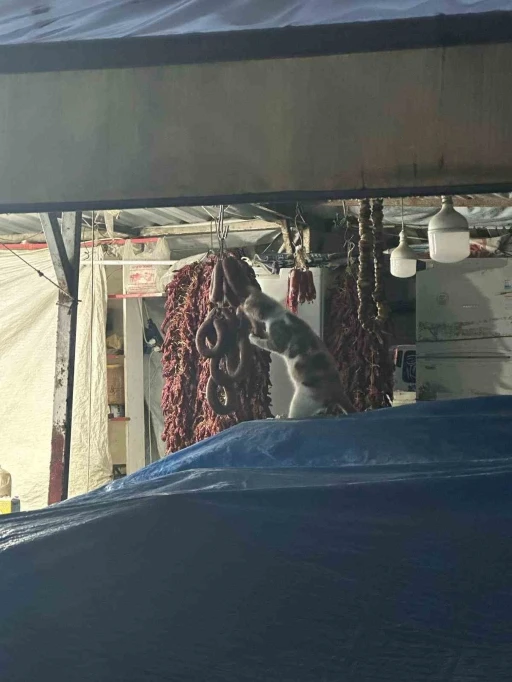Şarküteri tezgahında sucuğun tadını çıkaran kedi kameraya yakalandı
