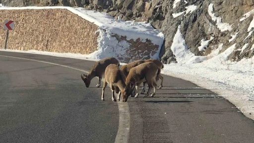 Sarp kayaların efendileri dağ ke&ccedil;ileri Vauk Dağı eteklerinde otlanırken g&ouml;r&uuml;ld&uuml;
