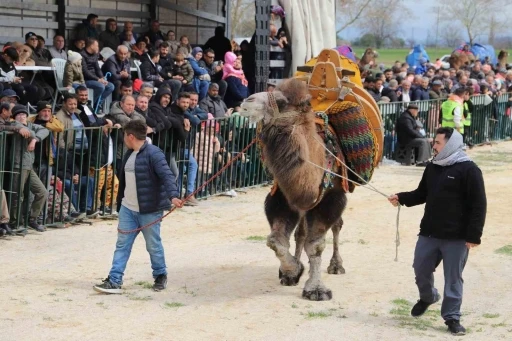 Saruhanlı&rsquo;da deve g&uuml;reşlerine binlerce vatandaş akın etti
