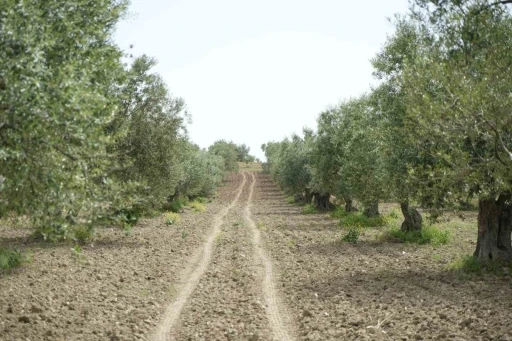 Saruhanlı&rsquo;da halkalı leke alarmı
