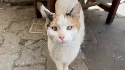 Şaşı kedi, mahallelinin maskotu haline geldi
