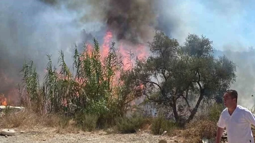 Bodrum'da Sazlık Yangını Hızla Söndürüldü